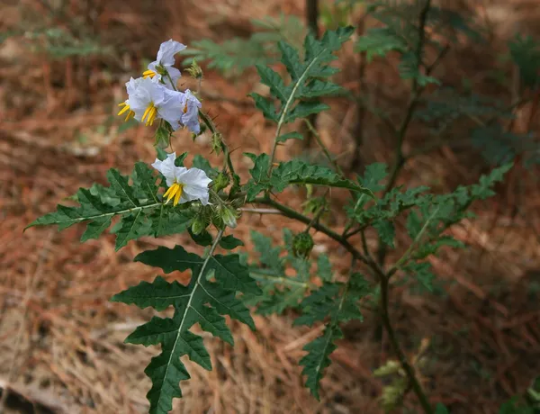 Litchi tomato fruit on a spiny plant